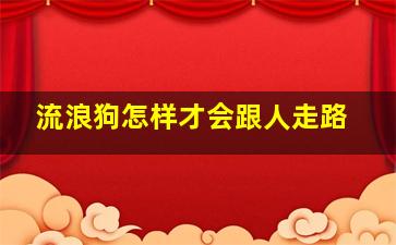 流浪狗怎样才会跟人走路