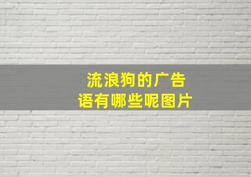 流浪狗的广告语有哪些呢图片