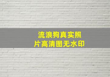 流浪狗真实照片高清图无水印