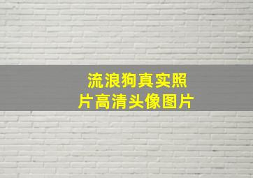 流浪狗真实照片高清头像图片