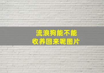 流浪狗能不能收养回来呢图片