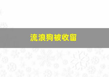 流浪狗被收留