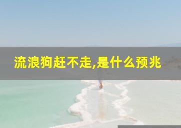 流浪狗赶不走,是什么预兆