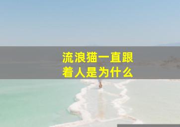 流浪猫一直跟着人是为什么