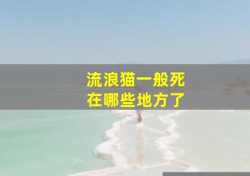 流浪猫一般死在哪些地方了