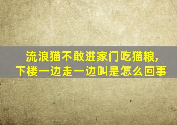 流浪猫不敢进家门吃猫粮,下楼一边走一边叫是怎么回事