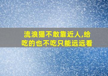 流浪猫不敢靠近人,给吃的也不吃只能远远看