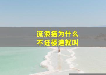 流浪猫为什么不进楼道就叫