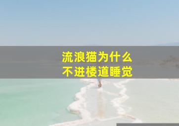 流浪猫为什么不进楼道睡觉