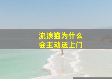 流浪猫为什么会主动送上门