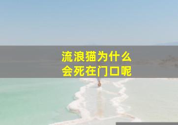 流浪猫为什么会死在门口呢