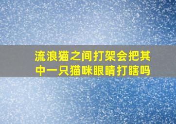 流浪猫之间打架会把其中一只猫咪眼睛打瞎吗