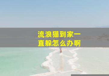 流浪猫到家一直躲怎么办啊