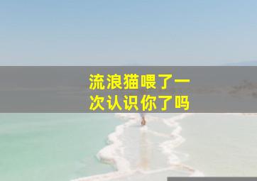 流浪猫喂了一次认识你了吗