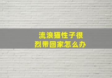 流浪猫性子很烈带回家怎么办