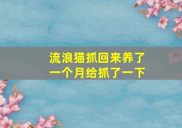 流浪猫抓回来养了一个月给抓了一下