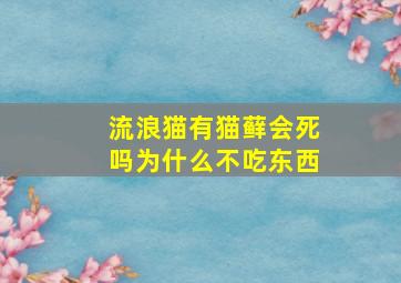 流浪猫有猫藓会死吗为什么不吃东西