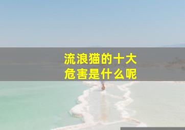 流浪猫的十大危害是什么呢