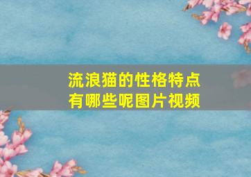 流浪猫的性格特点有哪些呢图片视频