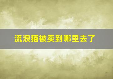 流浪猫被卖到哪里去了