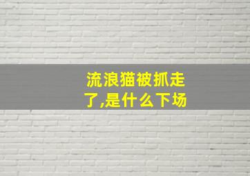 流浪猫被抓走了,是什么下场