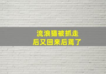 流浪猫被抓走后又回来后蔫了