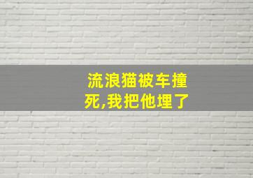 流浪猫被车撞死,我把他埋了