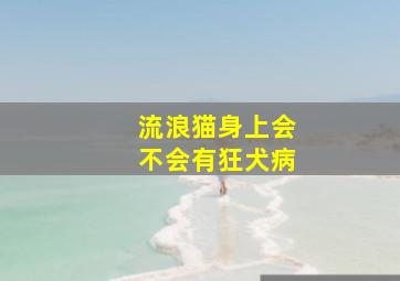 流浪猫身上会不会有狂犬病