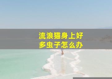 流浪猫身上好多虫子怎么办