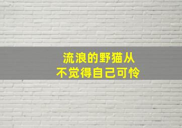 流浪的野猫从不觉得自己可怜