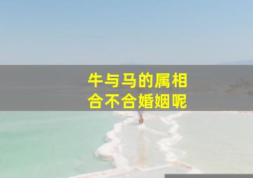 牛与马的属相合不合婚姻呢