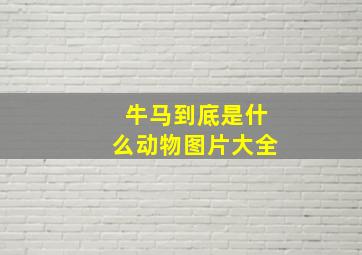 牛马到底是什么动物图片大全