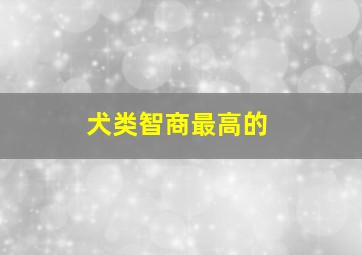 犬类智商最高的