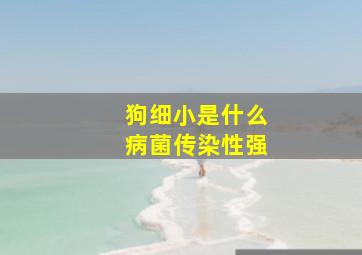 狗细小是什么病菌传染性强