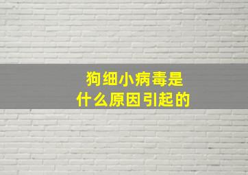 狗细小病毒是什么原因引起的