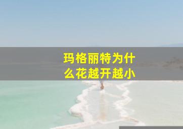 玛格丽特为什么花越开越小