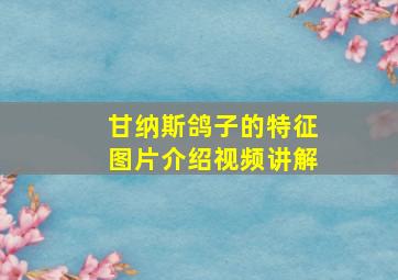 甘纳斯鸽子的特征图片介绍视频讲解