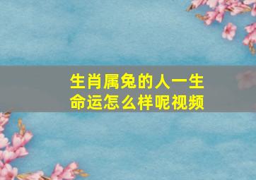 生肖属兔的人一生命运怎么样呢视频