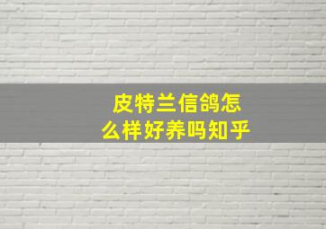 皮特兰信鸽怎么样好养吗知乎