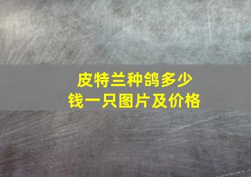 皮特兰种鸽多少钱一只图片及价格