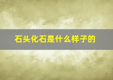 石头化石是什么样子的