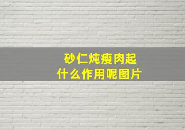 砂仁炖瘦肉起什么作用呢图片