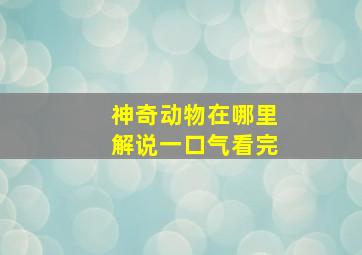 神奇动物在哪里解说一口气看完