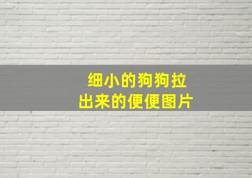 细小的狗狗拉出来的便便图片