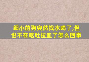 细小的狗突然找水喝了,但也不在呕吐拉血了怎么回事