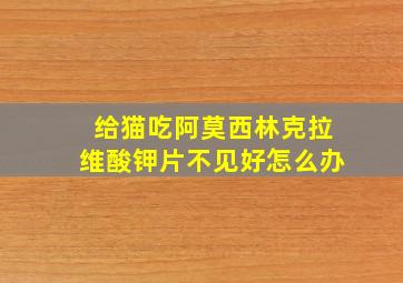 给猫吃阿莫西林克拉维酸钾片不见好怎么办