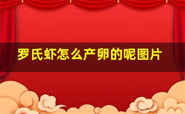 罗氏虾怎么产卵的呢图片