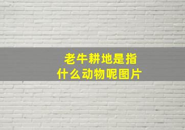 老牛耕地是指什么动物呢图片