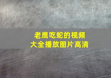 老鹰吃蛇的视频大全播放图片高清