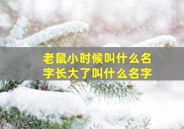 老鼠小时候叫什么名字长大了叫什么名字